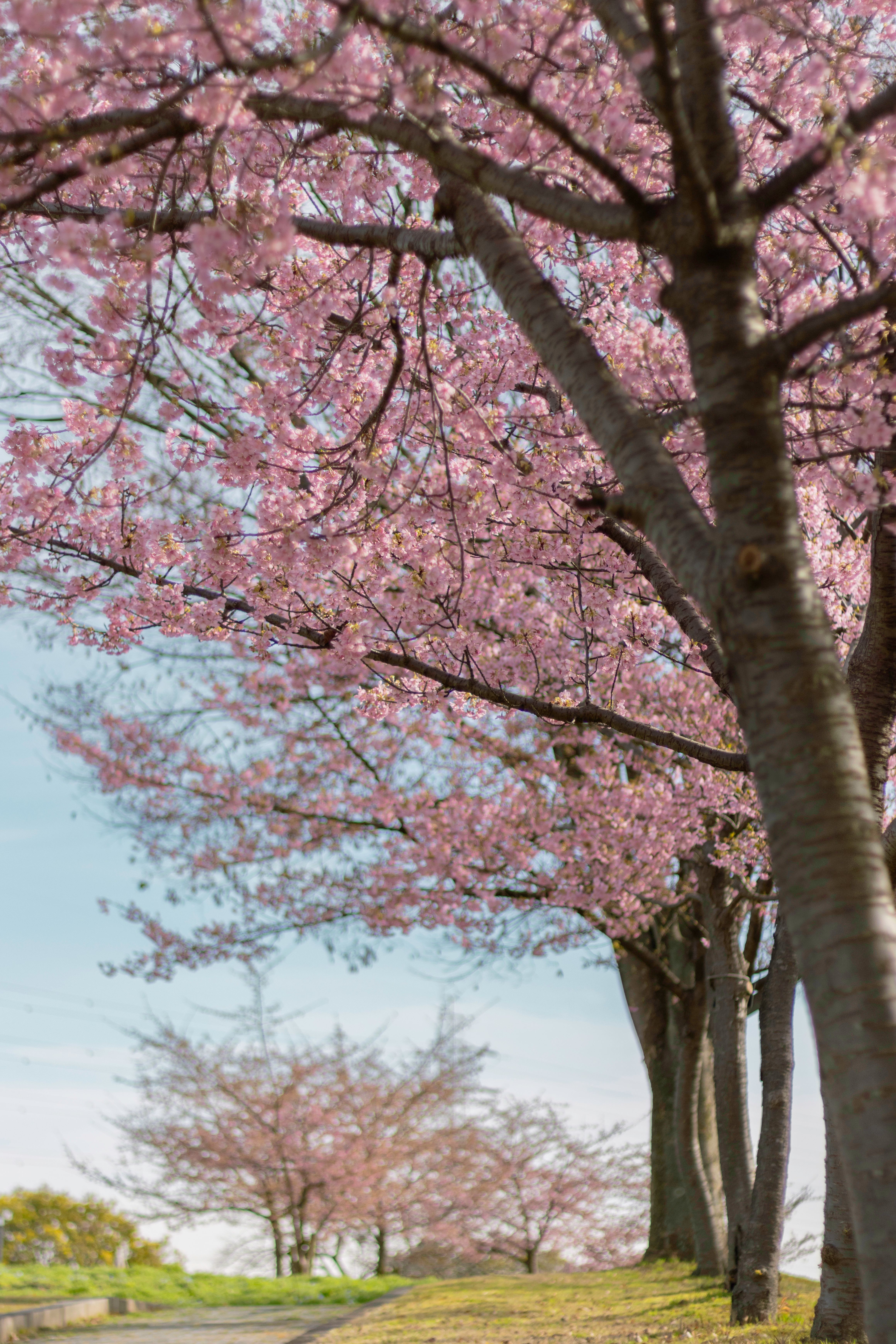 Beautiful Cherry Blossom Trees in Full Bloom · Free Stock Photo