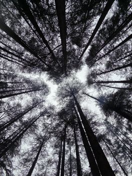 Upward shot of towering pine trees in Manali, HP, India, highlighting natural beauty.