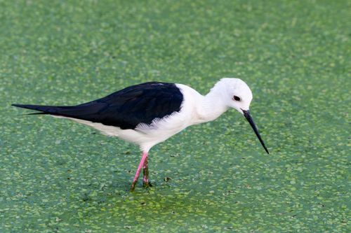 Free A black-winged stilt wading through vibrant green water filled with duckweed. Stock Photo