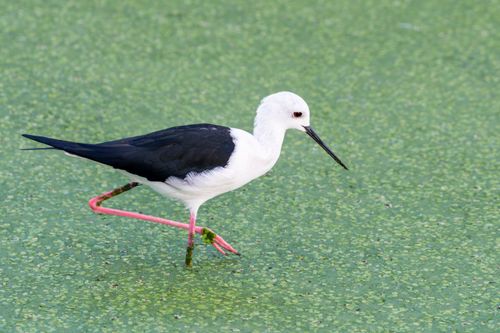Free Black-Winged Stilt (Himantopus himantopus) walking in a lush green marsh area. Stock Photo