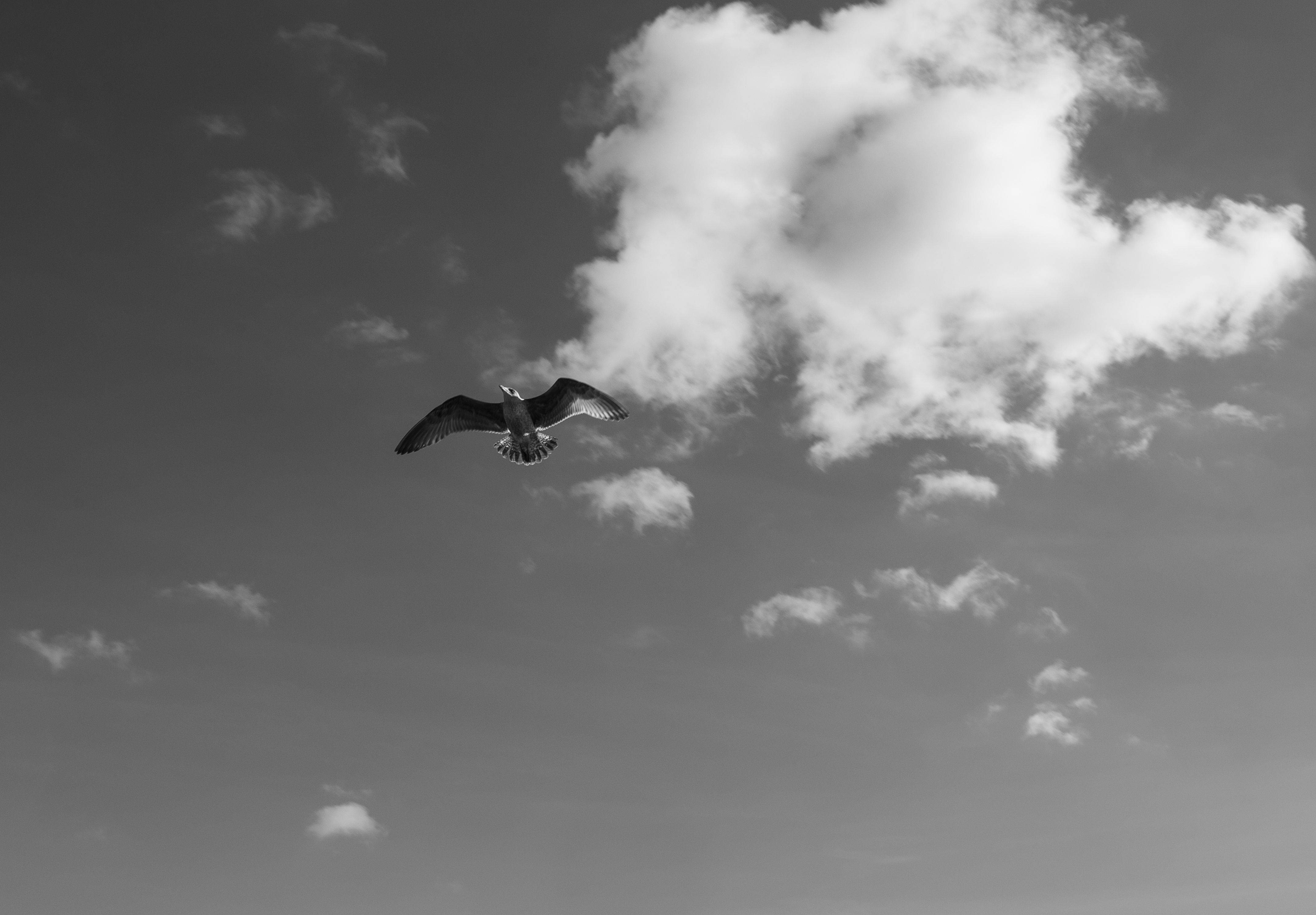 Black and White Seagull in Flight · Free Stock Photo