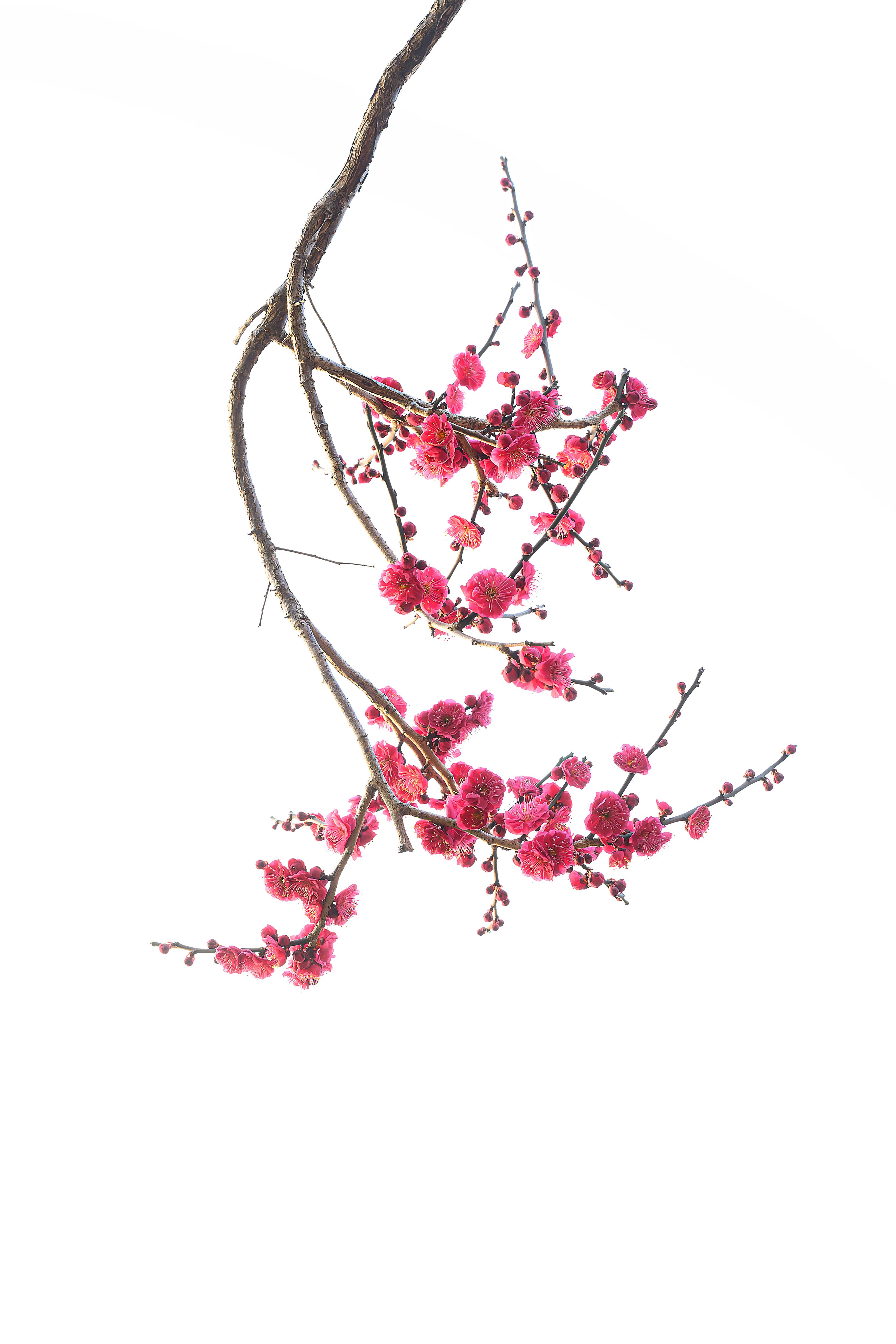 Beautiful pink cherry blossoms on a branch set against a clean white background, evoking a sense of tranquility.