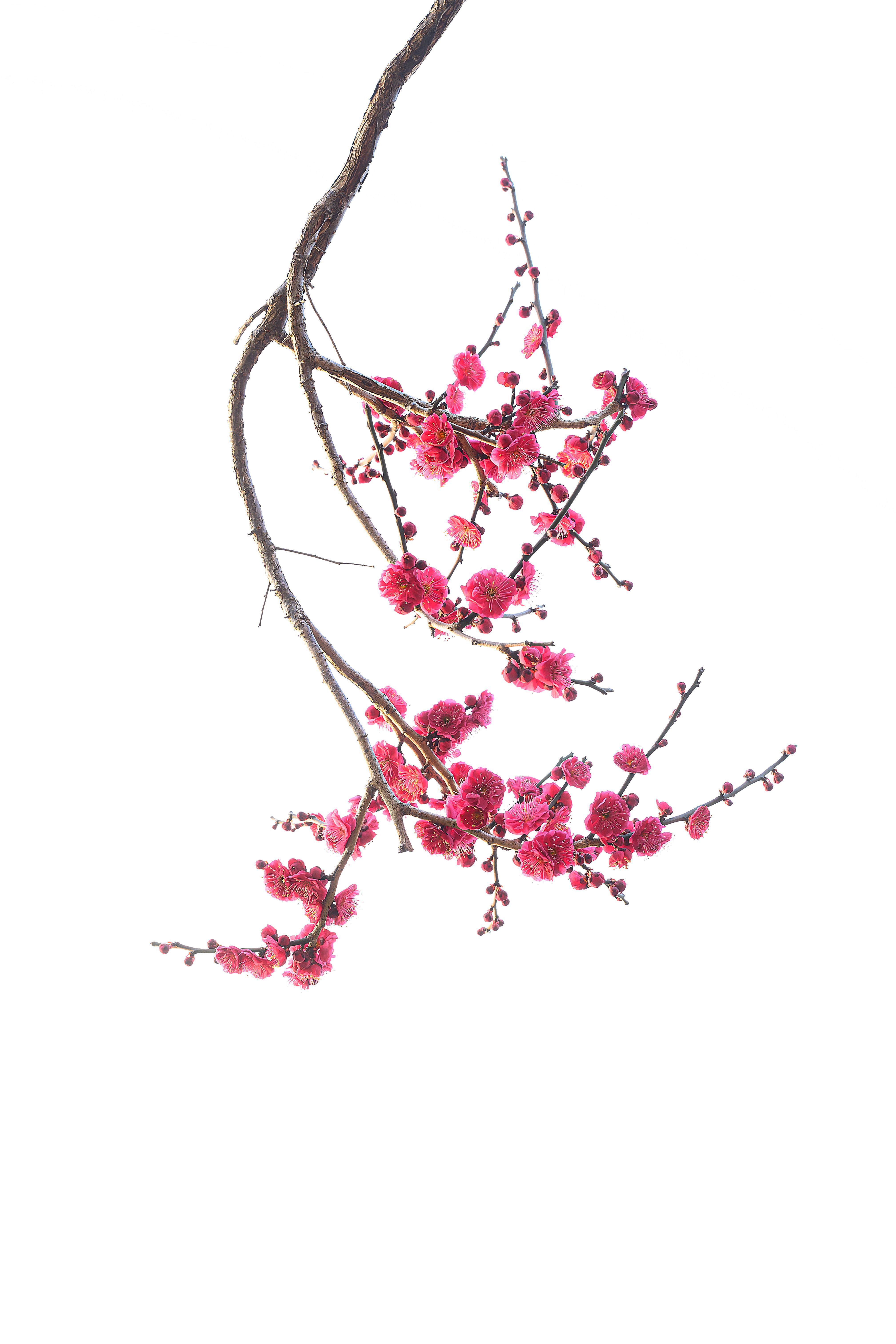 Delicate Pink Cherry Blossoms on White Background · Free Stock Photo