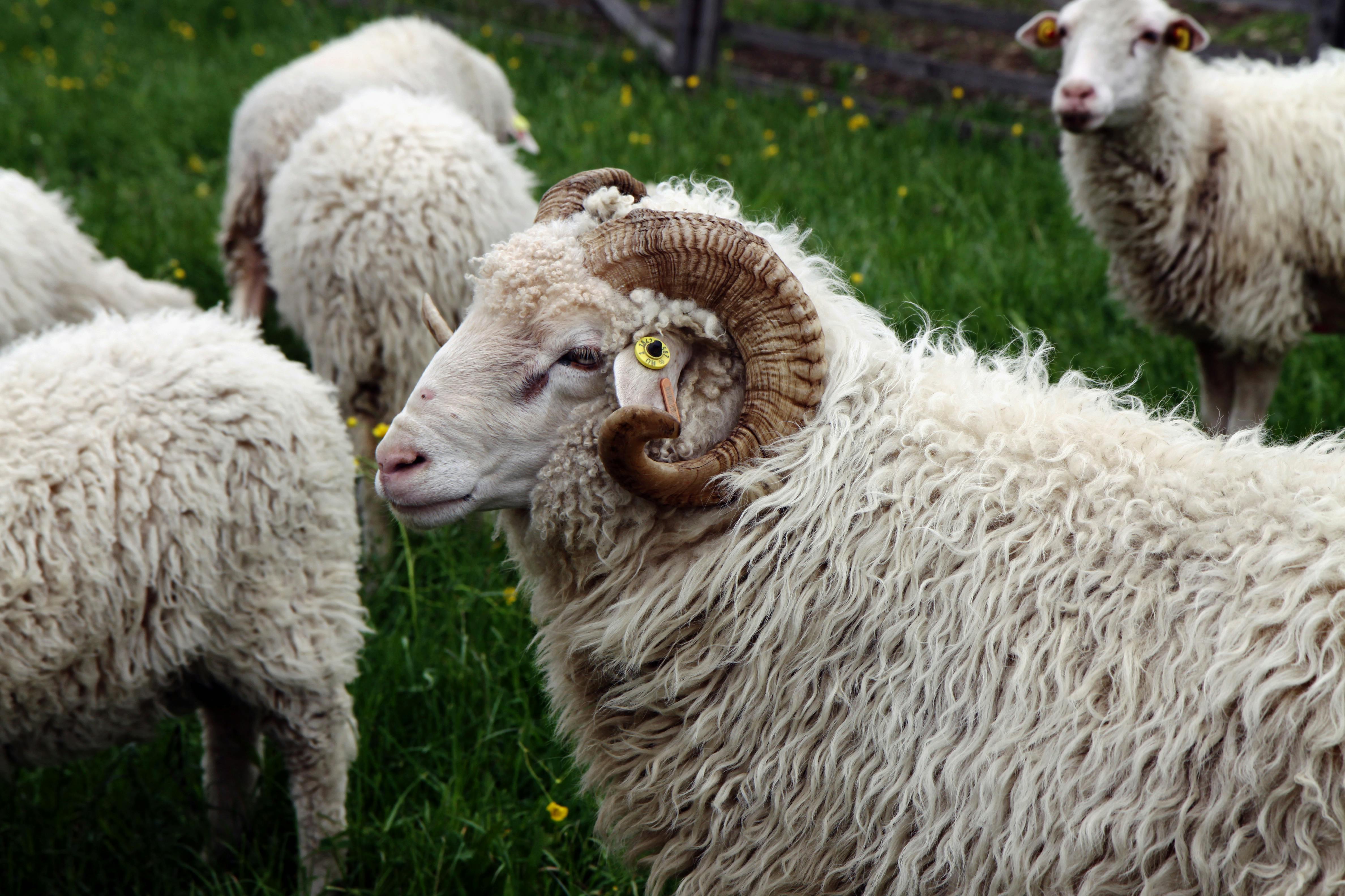 Gratuit Vue détaillée d'un mouton aux cornes bouclées entouré d'un pré vert et de son troupeau. Photos