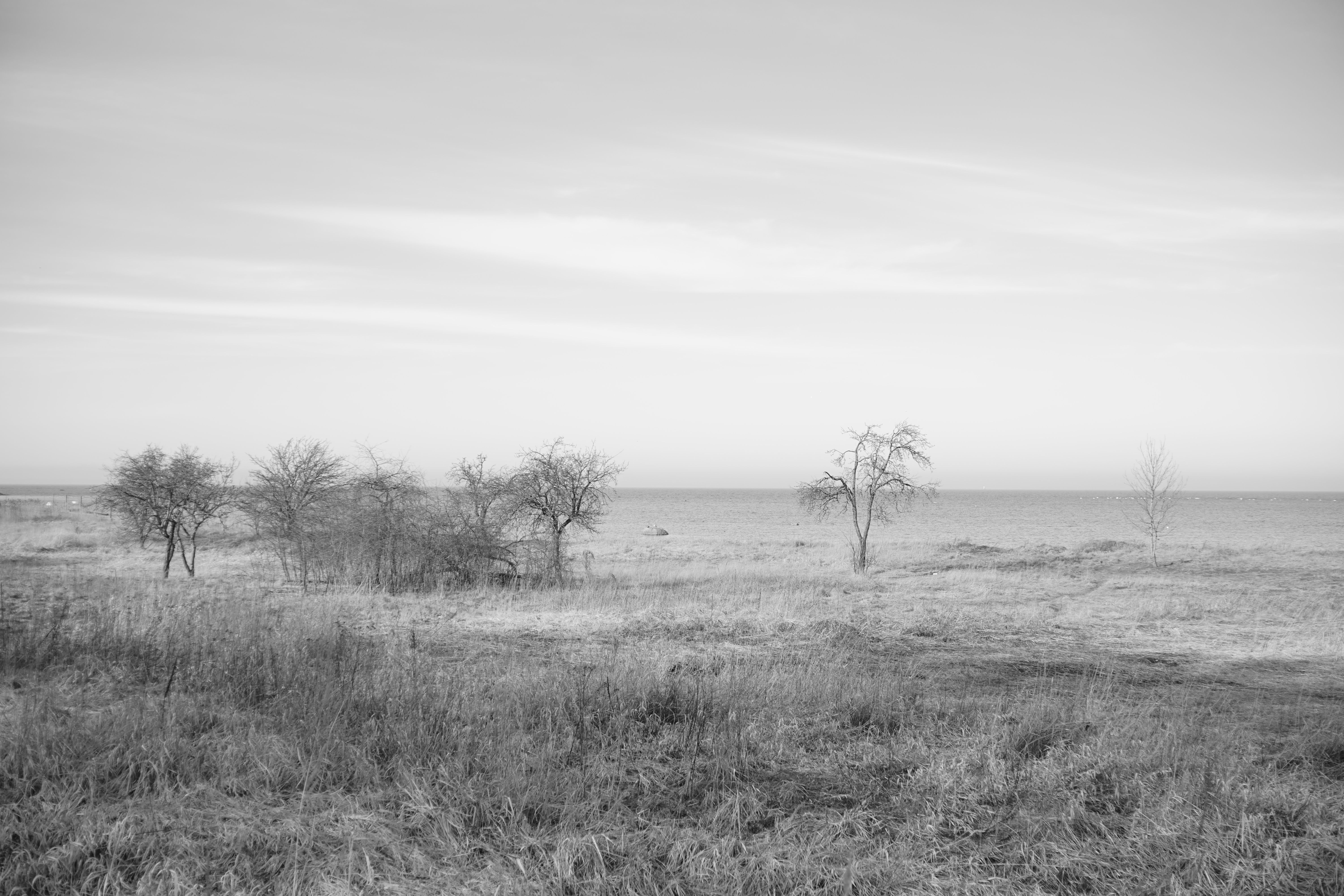 Serene black and white coastal landscape featuring barren trees and open sky.