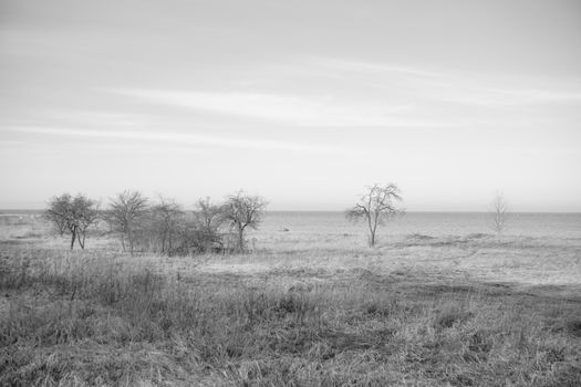 Serene black and white coastal landscape featuring barren trees and open sky.