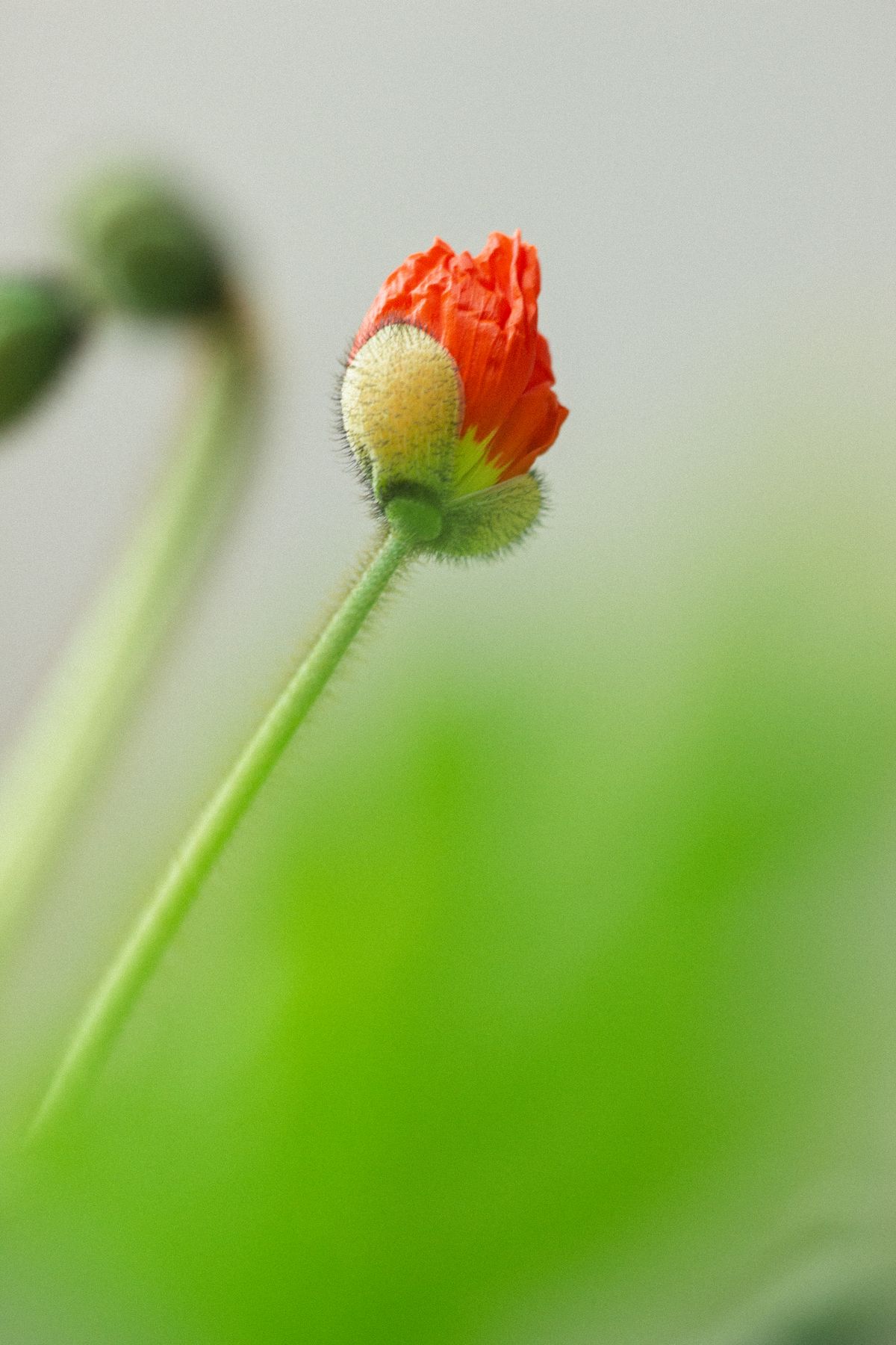 Budding Breasts Photos, Download The BEST Free Budding Breasts Stock