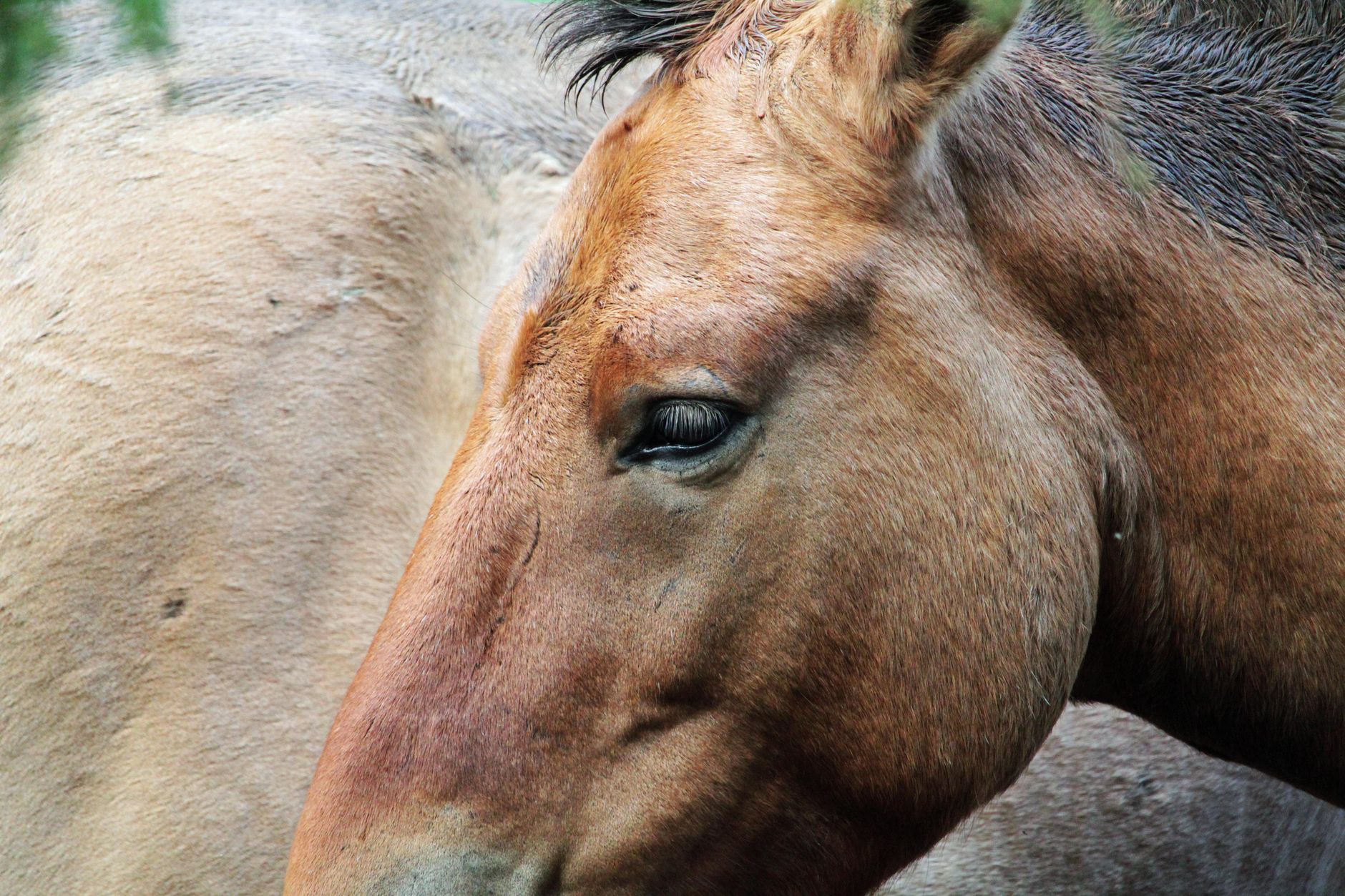 Portrait of a horse at a veterinary clinic