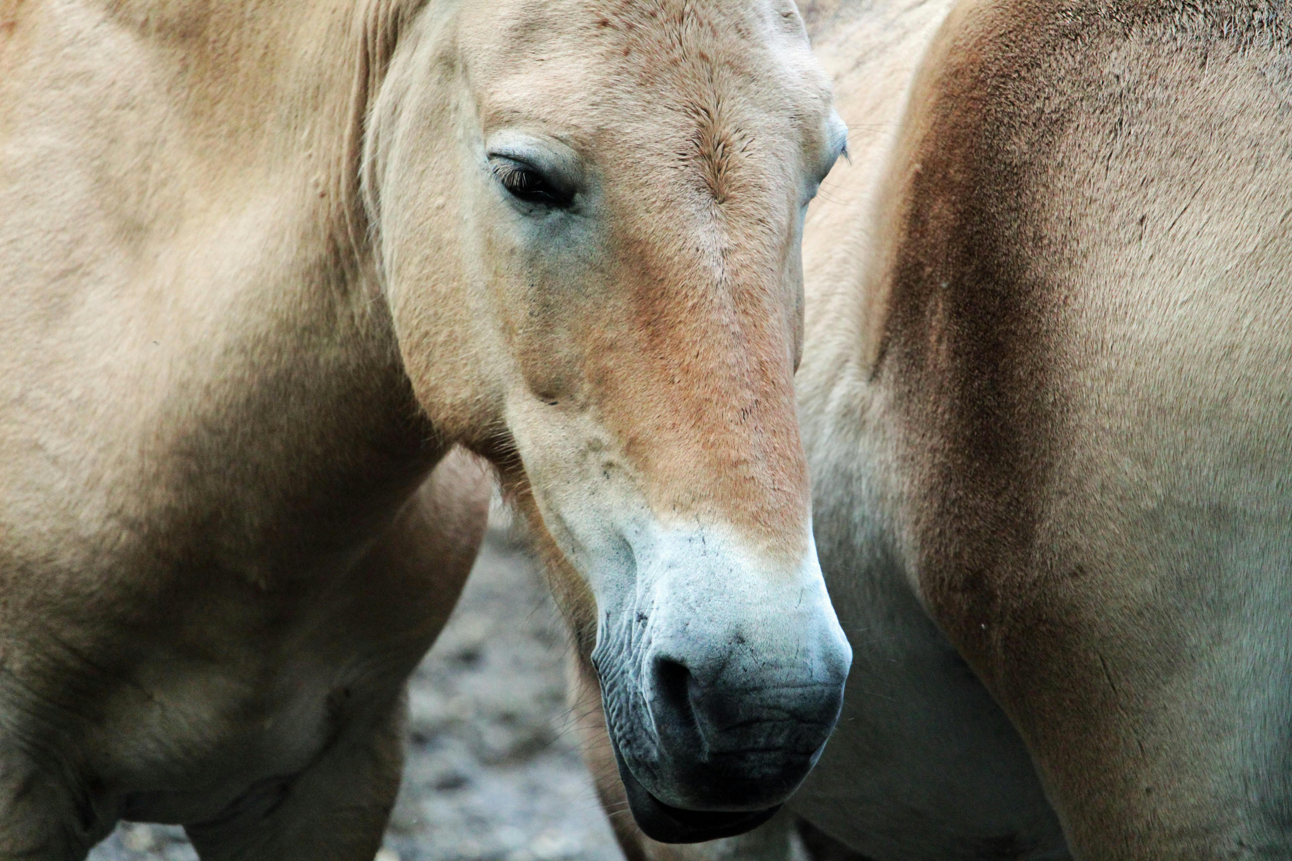 Close-up shot of a Przewalski's horse showcasing its natural beauty.