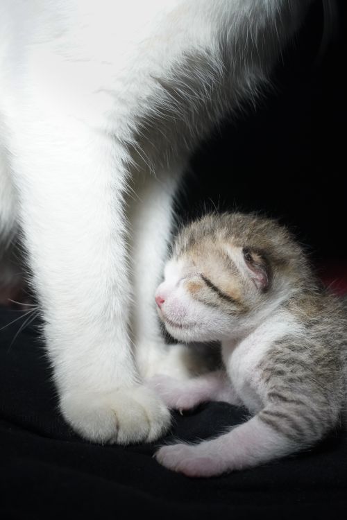 Free Close-up of a newborn kitten leaning against its mother's leg, showcasing warmth and tenderness. Stock Photo