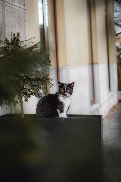 Charming Black and White Cat Outdoor Portrait · Free Stock Photo