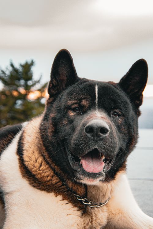 Free A friendly Akita dog enjoying a sunny day outdoors in Beli Potok, Serbia. Stock Photo
