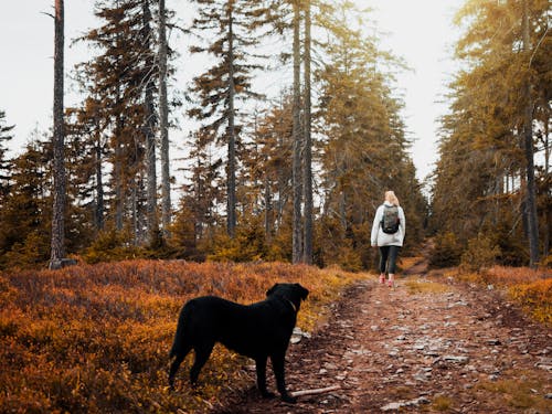 免费 短外套黑狗站在棕色的地面上 素材图片