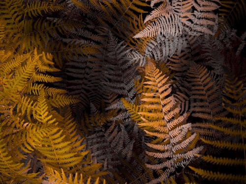 Vibrant autumn fern fronds showcasing warm, earthy hues and intricate patterns.