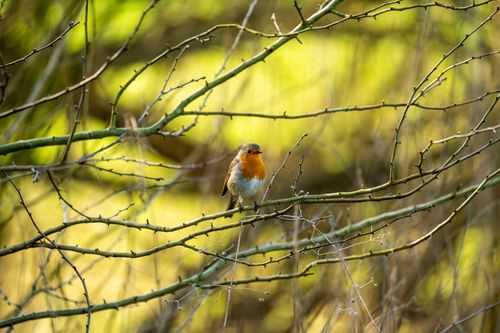 Free Close-up of a European robin resting on a twig amidst a vibrant spring forest background. Stock Photo