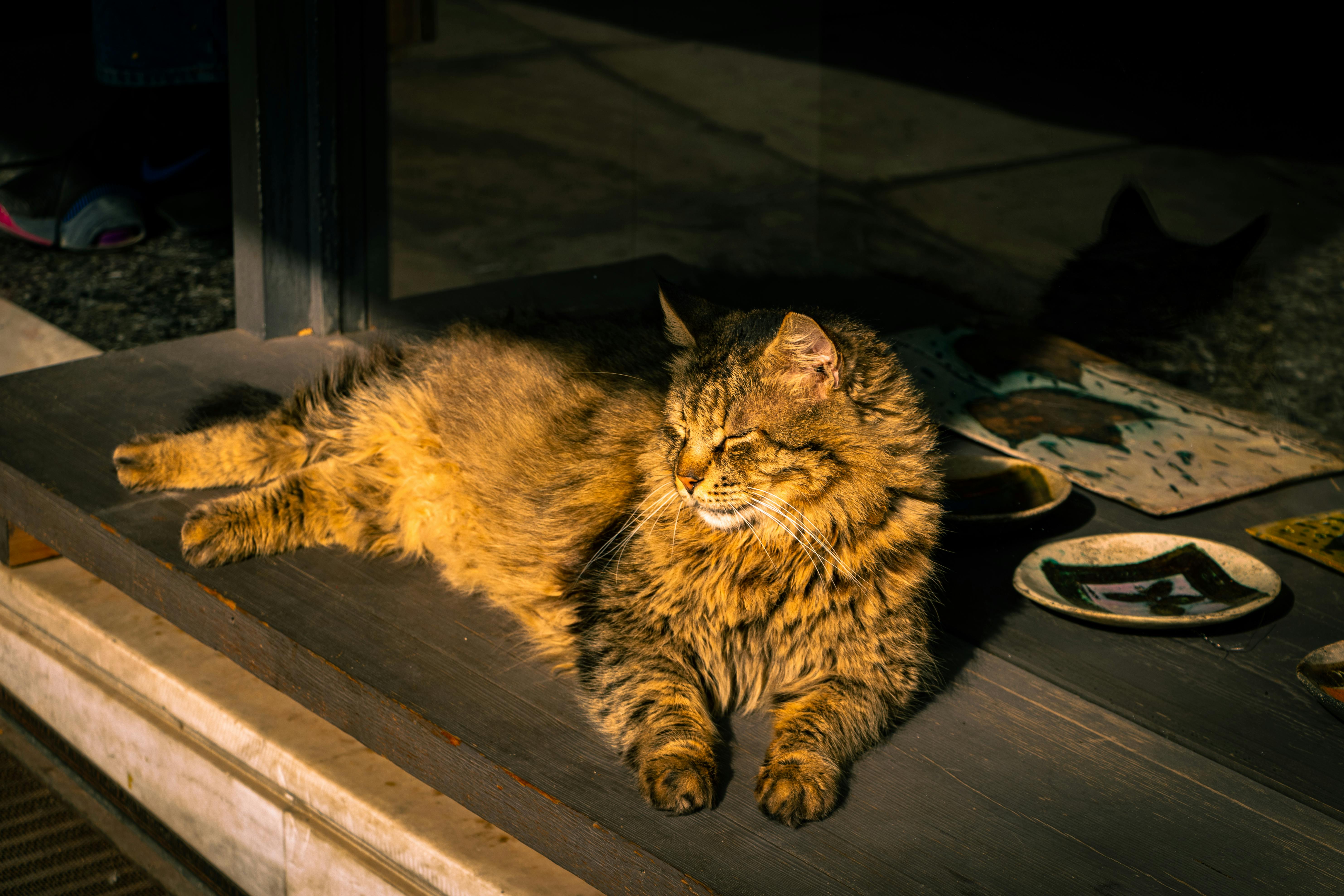 Ancient Palaces, a Cat Café, and KPop Demon Hunters—the Perfect Family Travel Itinerary for South Korea — Photo by Hoàng Vũ o