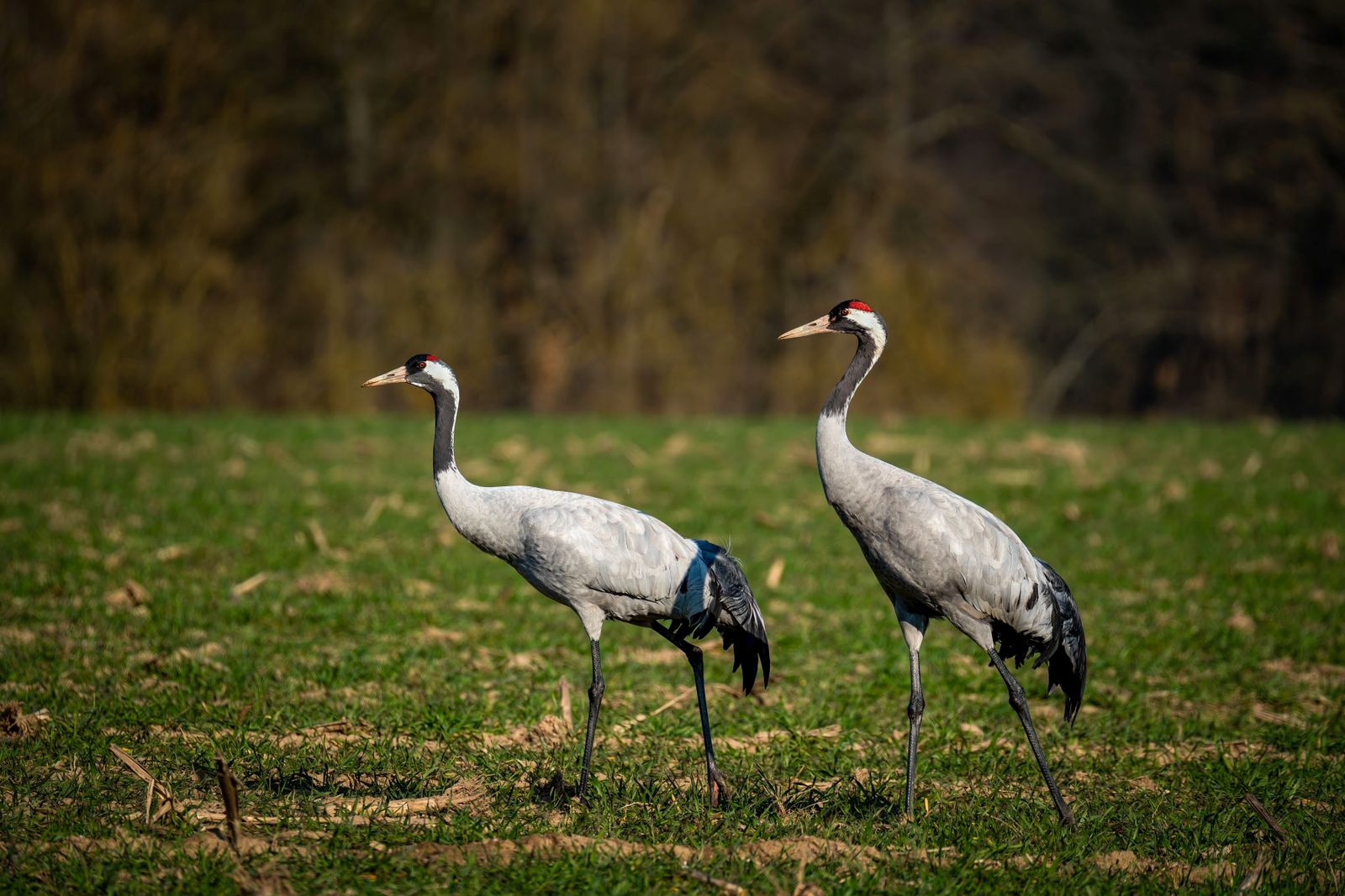 Darla+Crane+Galleries+ Photos, Download The BEST Free Darla+Crane