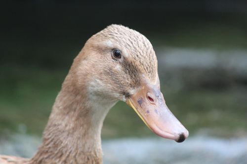 Free Detailed close-up of a duck with a natural background, showcasing its unique features. Stock Photo