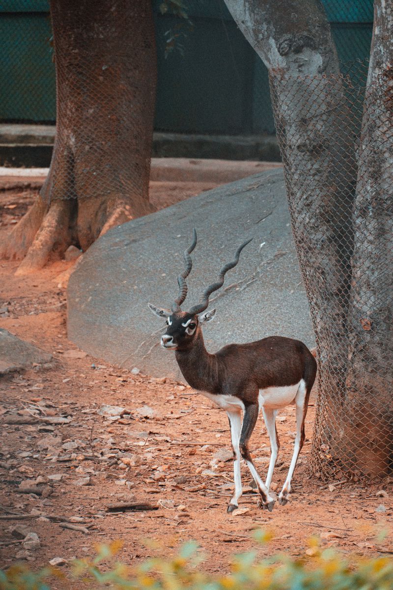 A stunning blackbuck standing gracefully in its natural habitat in Bengaluru, Karnataka, India.