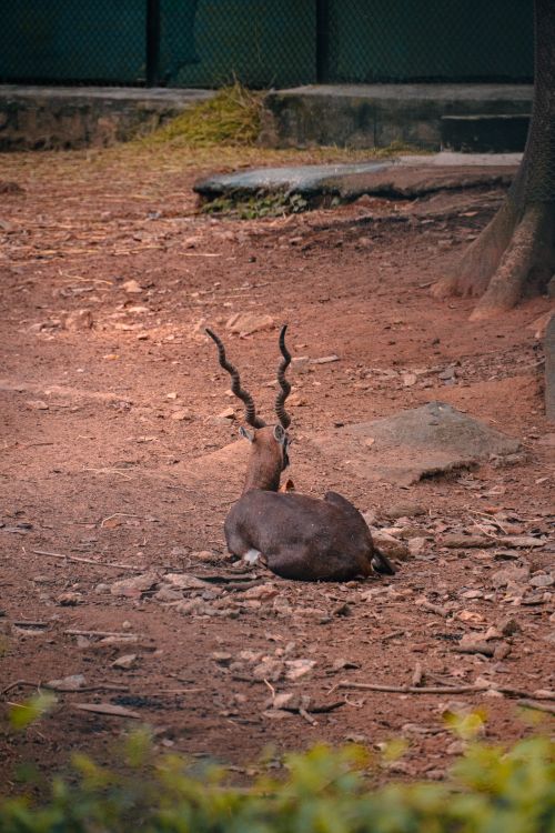 Free Serene blackbuck antelope resting with its elegant spiral horns in a natural habitat. Stock Photo