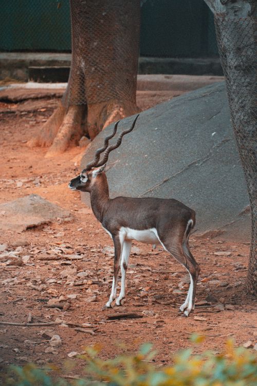 Free Captivating portrait of a blackbuck in its natural habitat in Bengaluru, India. Stock Photo