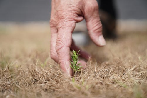 Free stock photo of dry land, eco, farming