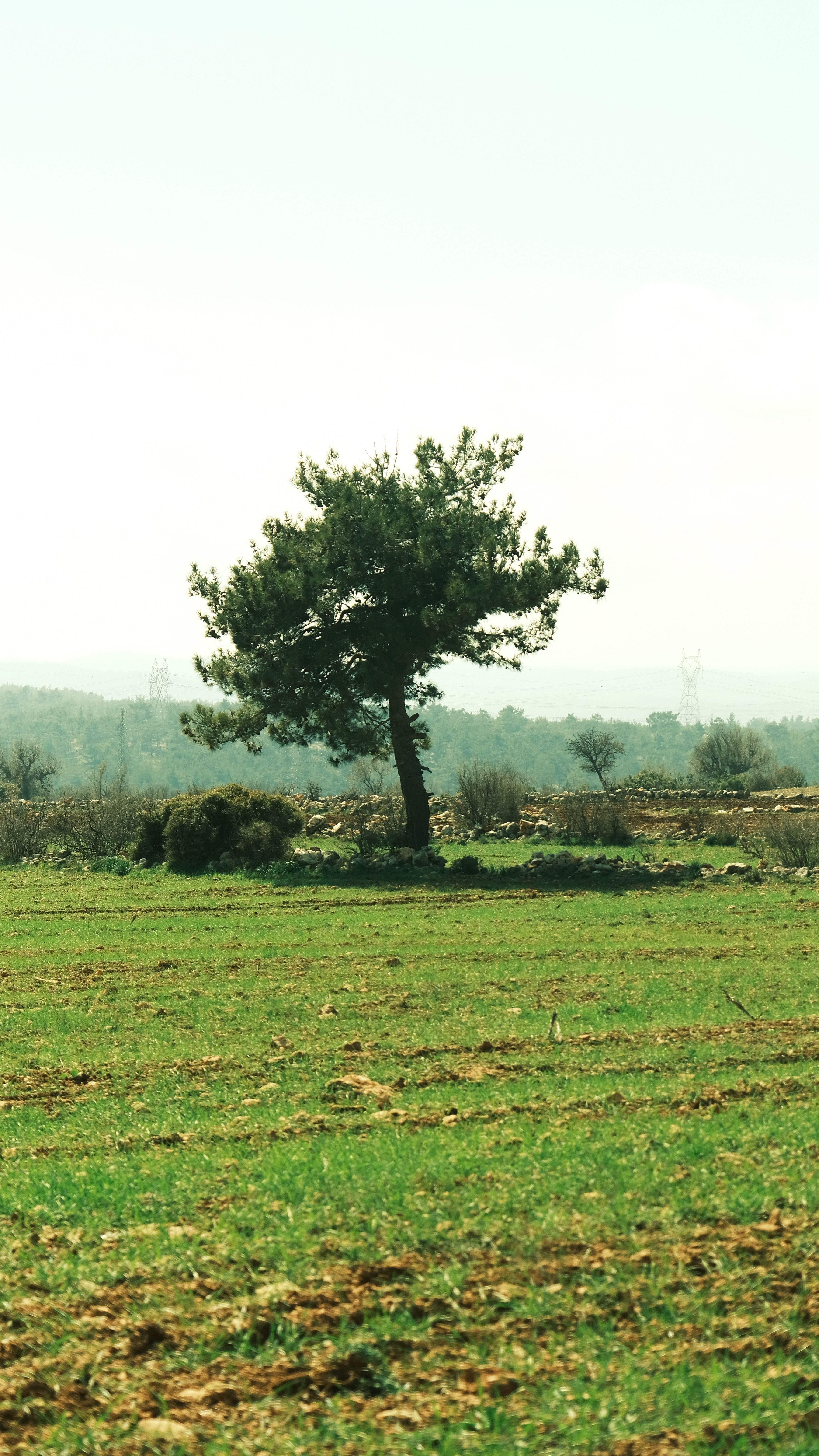 A solitary tree stands in a serene and expansive meadow, evoking solitude and peace.