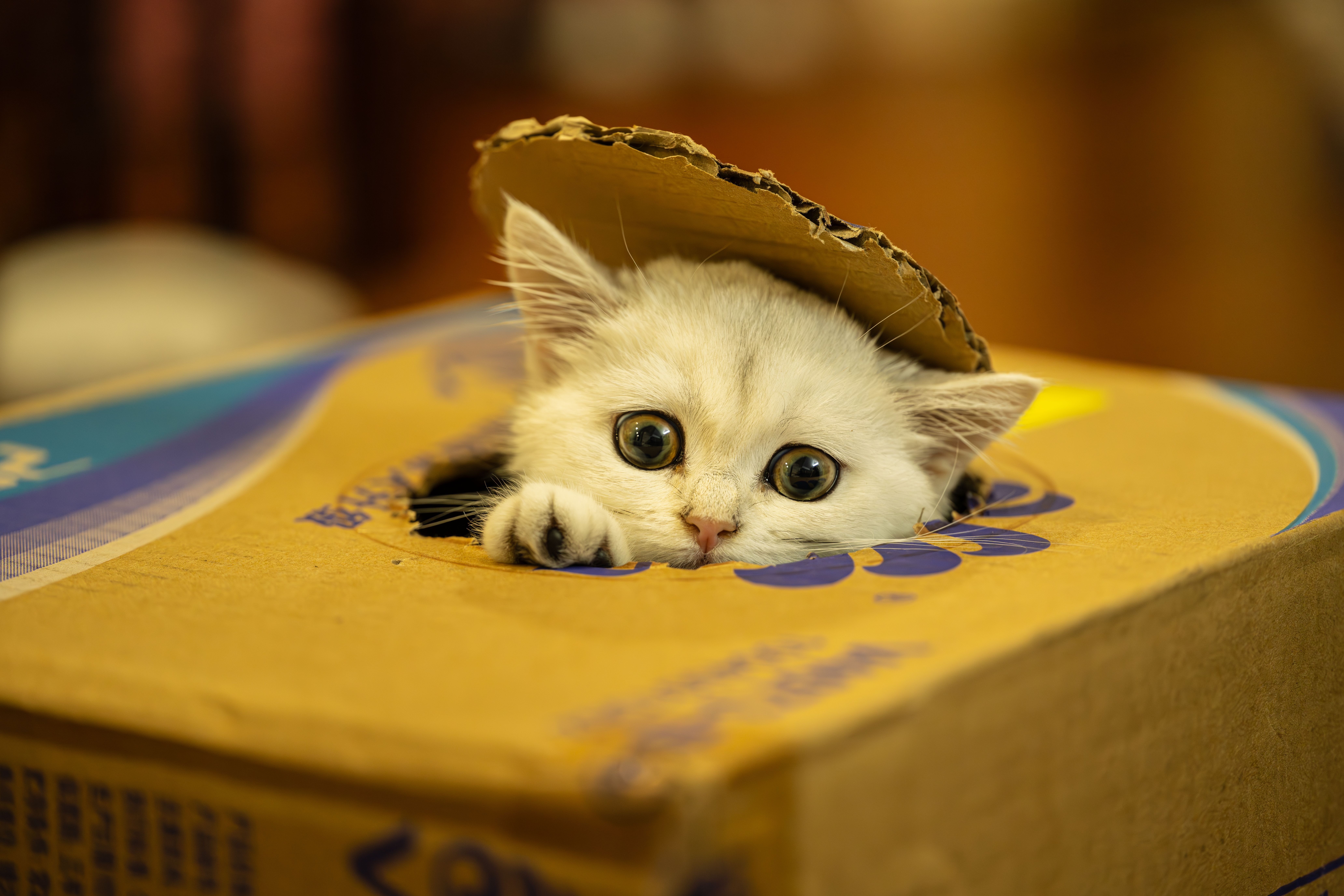 Adorable white kitten peeking out of a cardboard box with playful eyes.