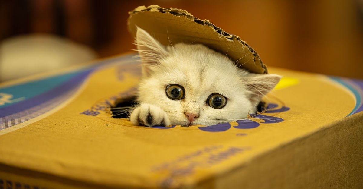 Melhor Areia Higiênica para Gatos: Guia Completo para Escolher a Ideal