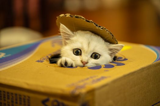 Cat Litter Box Types for Small Spaces