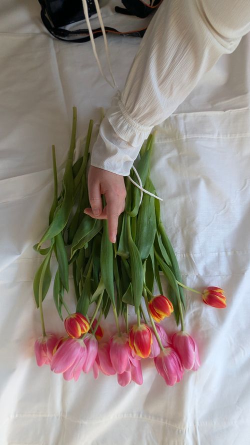 Free A delicate hand holding vibrant pink tulips on a white fabric background. Stock Photo