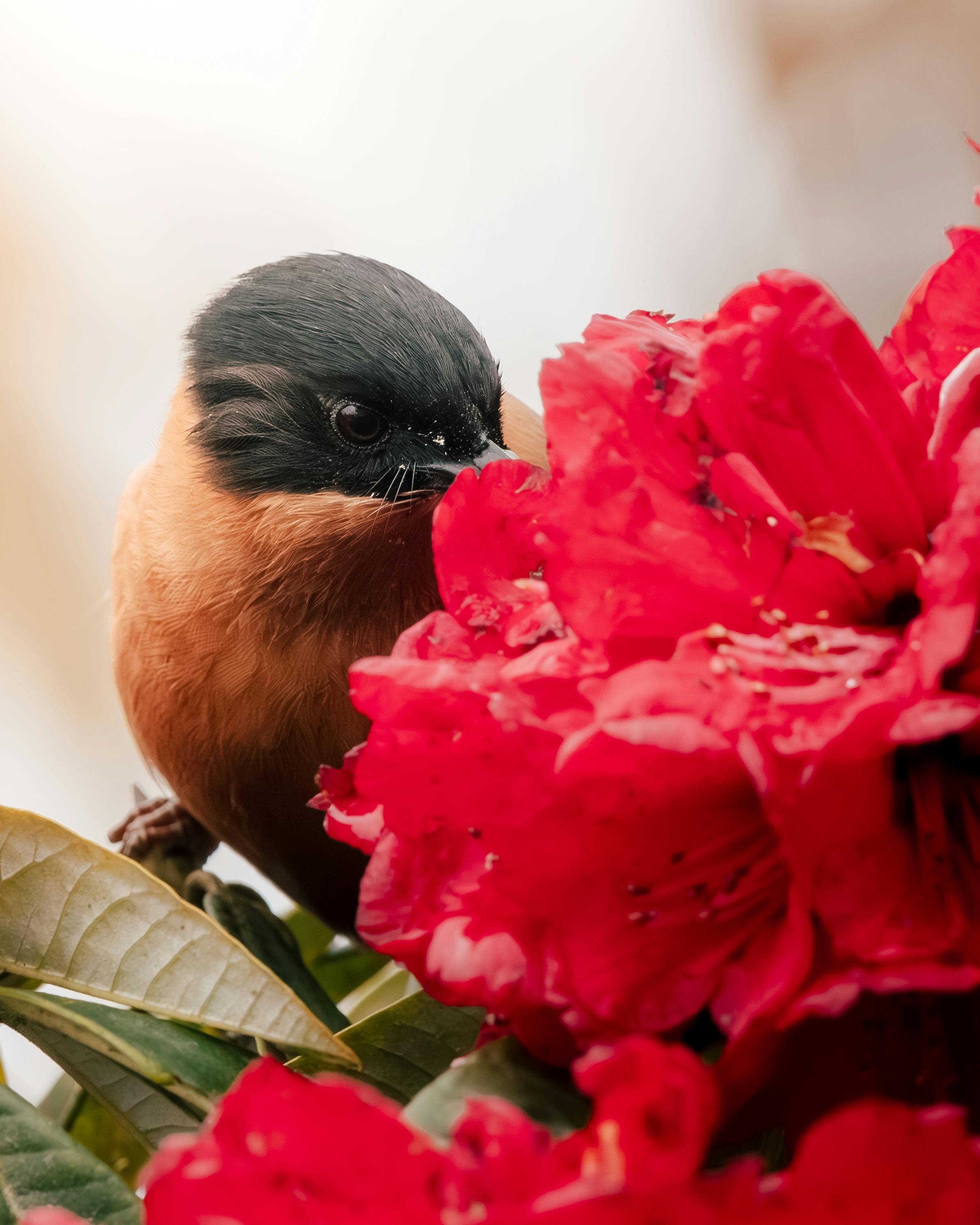 A captivating image of a bird on a vibrant red rhododendron in Rishop, West Bengal.