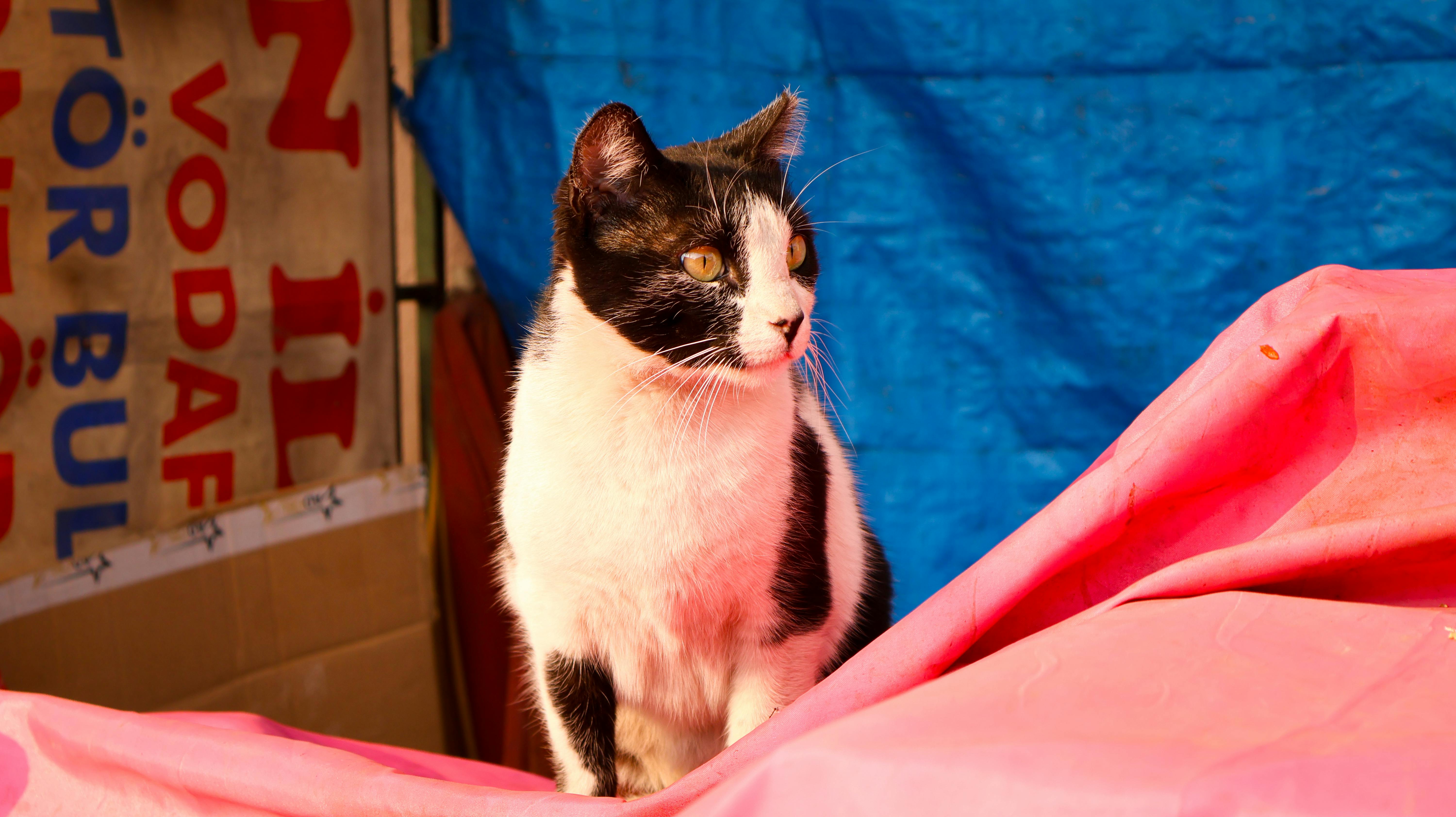 pet care, pet health, pet safety, pet grooming — Photo by Rumeysa Sürücüoğlu on Pexels