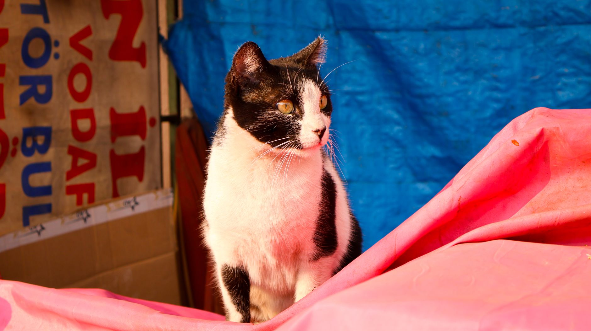 Portrait of a cat at a veterinary clinic