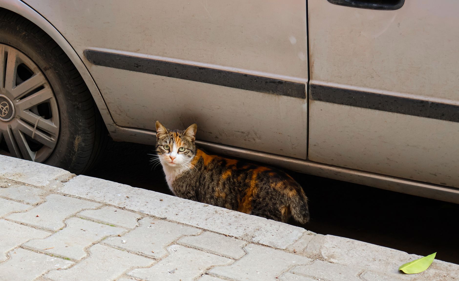 Araç motor kaputunun altında kedi