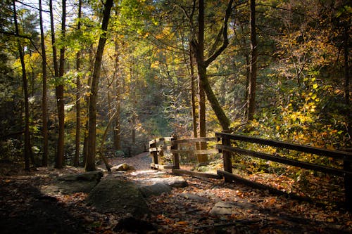 Autumn landscape of silent forest with stony walkway fenced with wooden railing in sunny morning