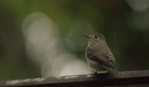 Free Asian brown flycatcher Stock Photo