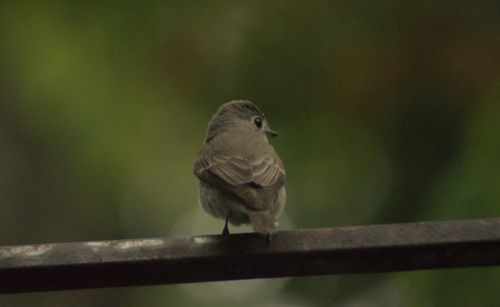 Free Asian brown flycatcher Stock Photo