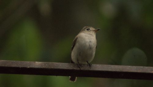 Free Asian brown flycatcher Stock Photo