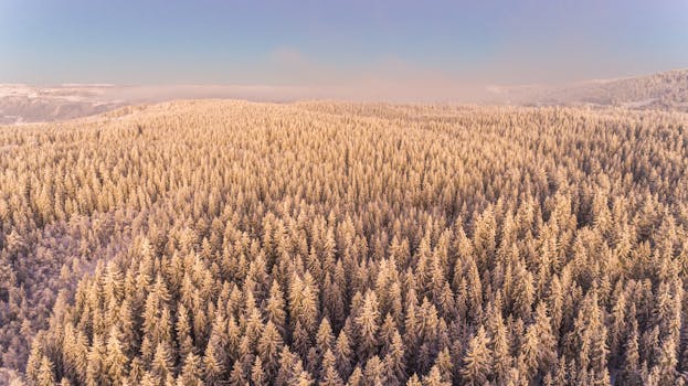 冬季航拍的日出时分针叶林白雪皑皑，令人惊叹