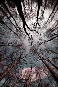 A surreal view from below of bare trees extending into the sky, creating a swirling perspective.