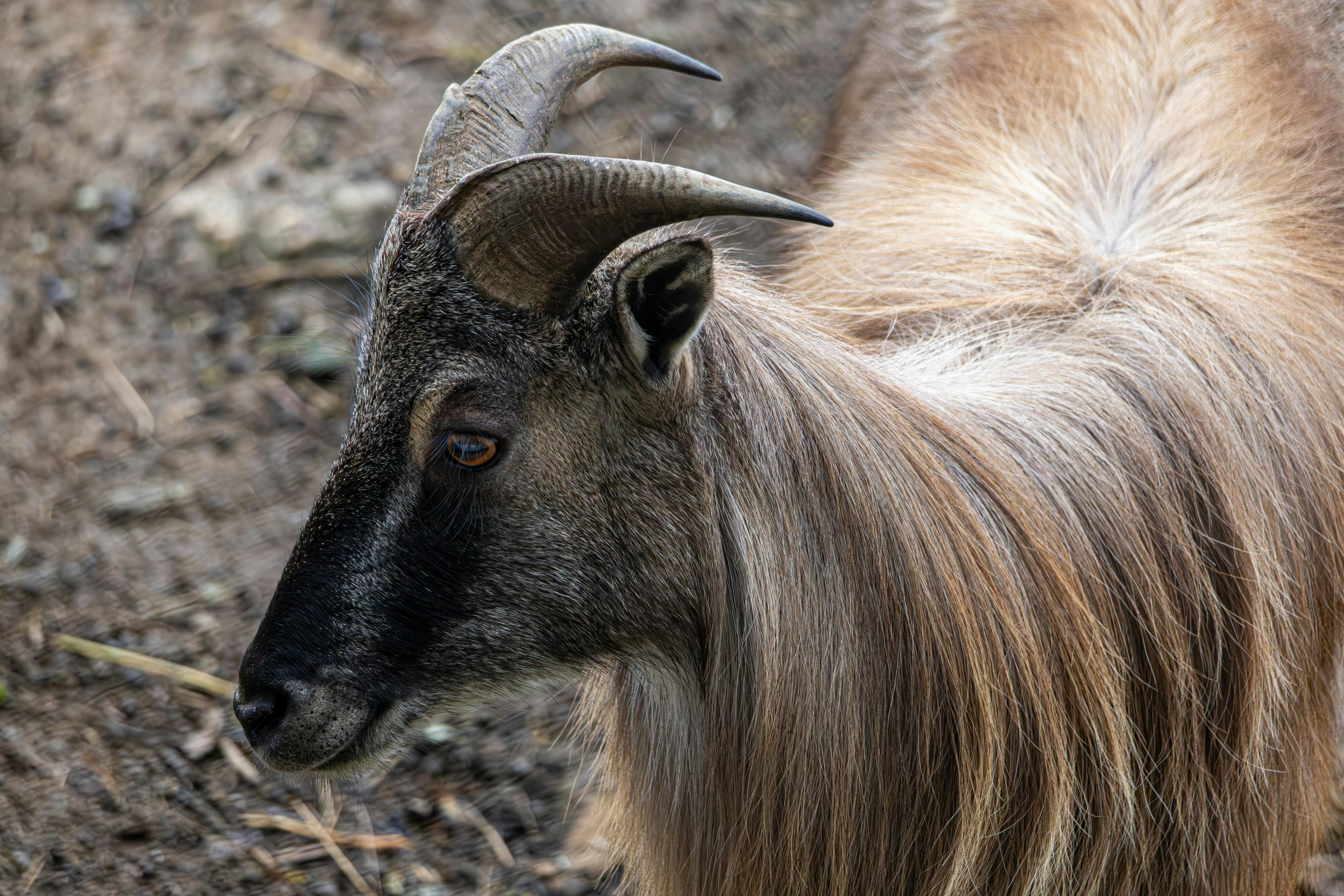 Gratuit Gros plan détaillé d'un Tahr de l'Himalaya à fourrure longue dans un cadre naturel, mettant en valeur ses caractéristiques distinctes. Photos
