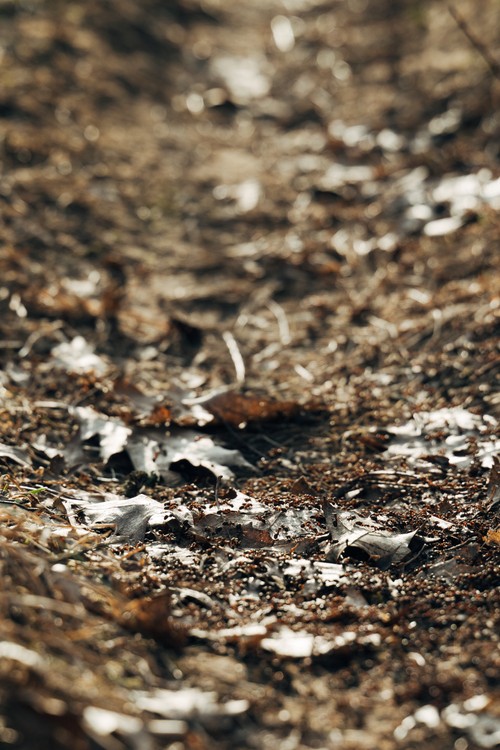 Free A close-up view of a leaf-covered path in fall, showcasing nature's serene beauty in Vilnius. Stock Photo