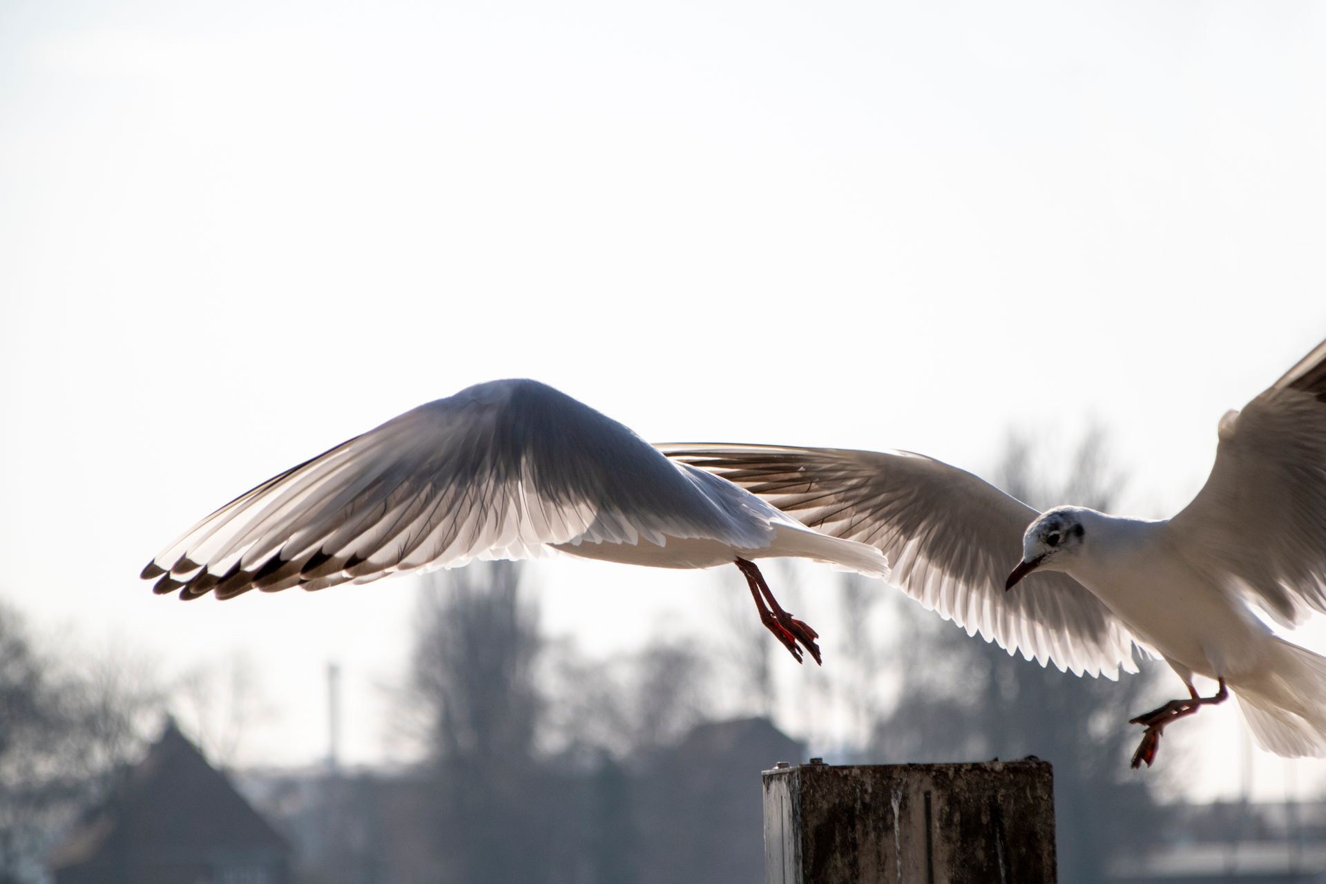 Seagulls in flight over Hamburg cityscape on a sunny day, showcasing nature's grace.