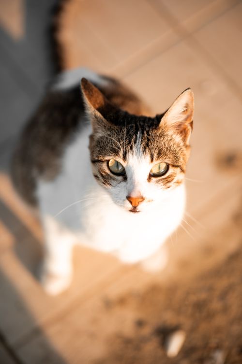 Free Street cat basking in the golden hour sunlight in Yalova, Türkiye. Stock Photo