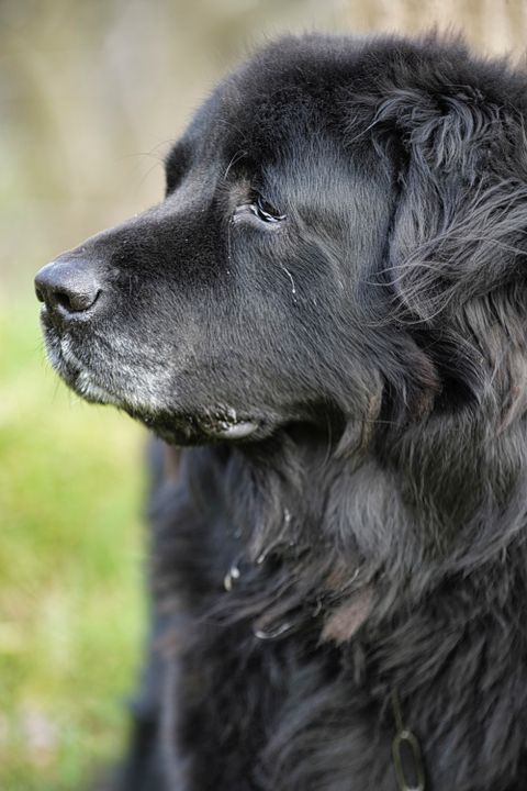 Newfoundland