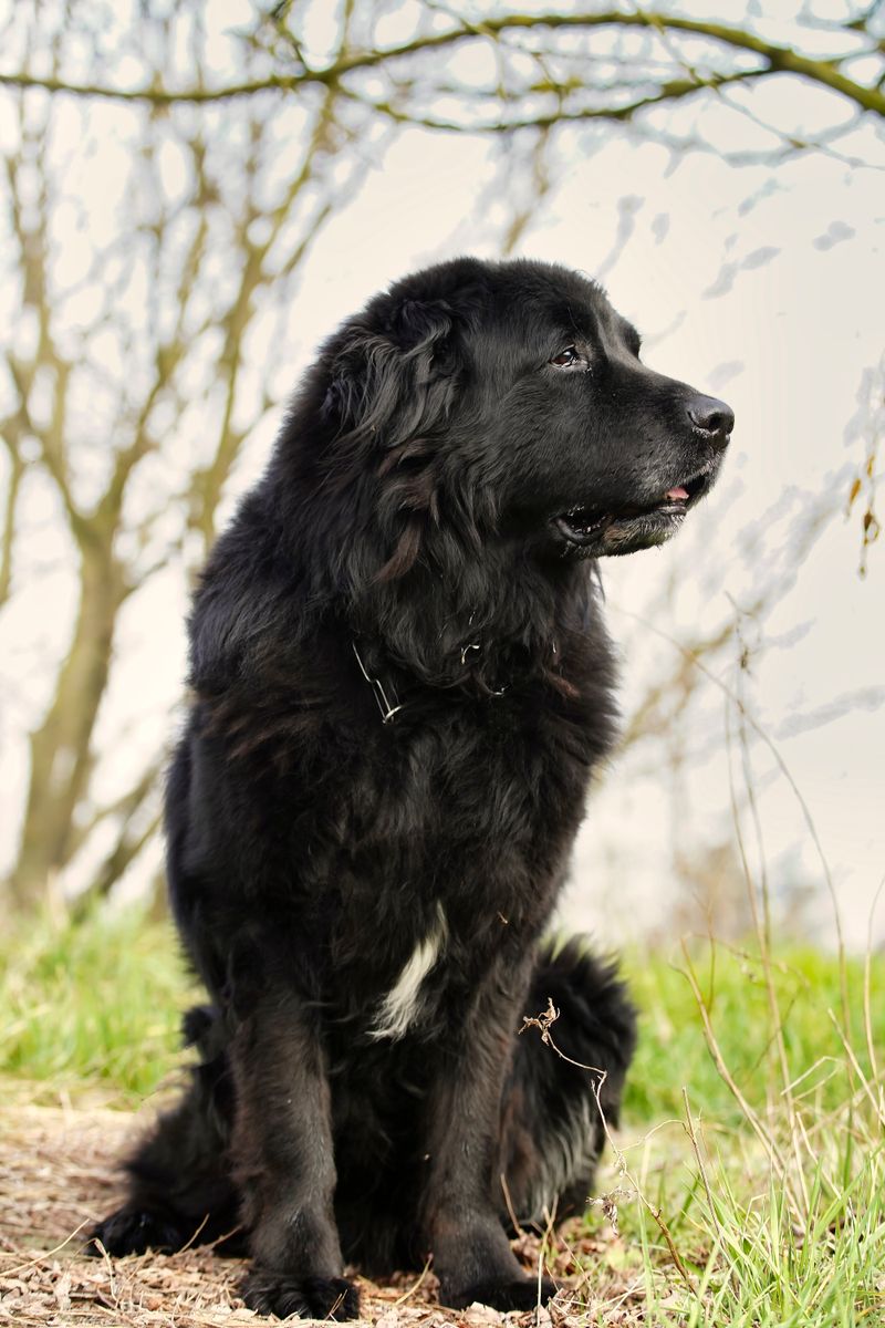 Ruby - photo 1
