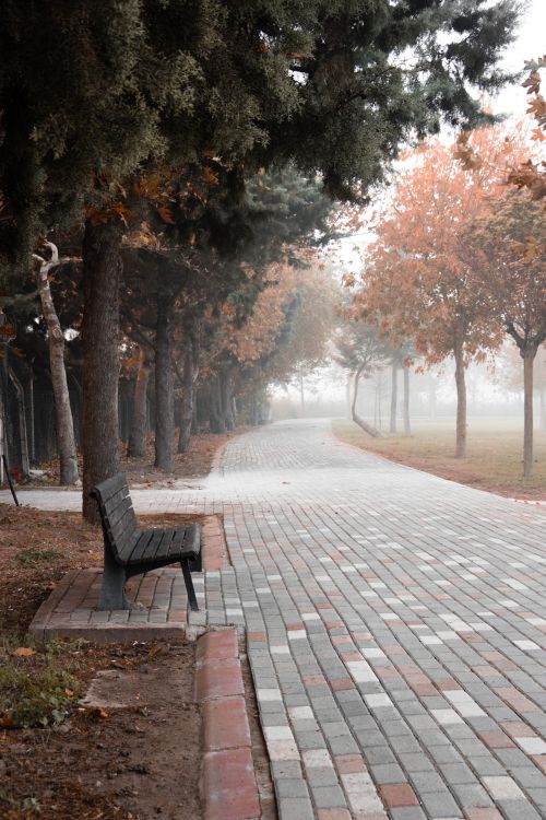 Free A quiet foggy park scene with a bench and autumn trees lining a paved path. Stock Photo