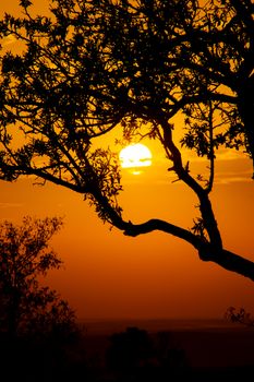 A breathtaking silhouette of a tree with an orange sunset in the background.