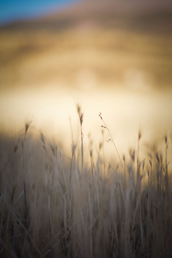 Dry wild grasses bending in the wind — photo by Cafer SEVİNÇ on Pexels